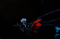 A butterfly with red and blue wing drawings stands out in the dramatic light from the black background, knight butterfly (Papilionidae), windmill butterfly (Byasa polyeuctes), Mariposario de Benalmádena, captivity, Benalmádena, Costa del Sol, Andalusia, S [IBR125606162]