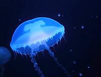 Close-up of a bioluminescent jellyfish emitting a captivating blue glow in the dark depths of the ocean, AI generated [IBR125636884]