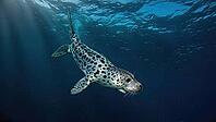 Harbor seal gliding gracefully underwater in deep blue waters, illuminated by gentle sunbeams filtering through the surface, AI generated [IBR125653428]