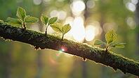 New leaves sprouting on a moss covered branch, illuminated by the warm glow of the setting sun, capture the essence of spring's renewal, AI generated [IBR125653446]