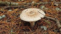 Close up of a mushroom growing on the forest floor, surrounded by dry pine needles and small twigs, AI generated [IBR125653449]