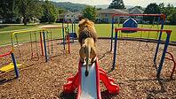Majestic lion ascending a slide in a colorful playground, creating a surreal and captivating scene, AI generated [IBR125653480]