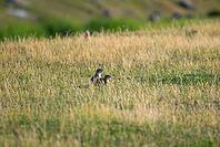 Two ground squirrels peeking from tall, golden grass in a vast meadow, European ground squirrel (Spermophilus citellus), ground squirrel, Valley of the Schnellen Kreisch or Sebes-Körös near Oradea, Romania [IBR125654751]