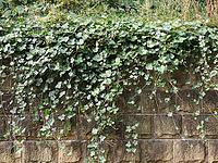 Ivy scientific name Hedera plant over stone wall useful as a background [IBR125654755]