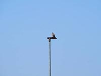 Common wood pigeon scientific name Columba palumbus of animal class birds on a lamppost [IBR125654777]