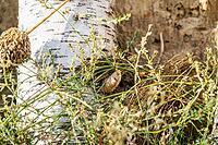 European praying mantis (Mantis religiosa), oothek hidden in vegetation, egg package, Brandenburg, Germany [IBR125654780]