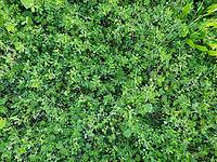Green meadow grass useful as a background [IBR125654784]