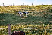 Horses grazing on a paddock in a summer evening [IBR125654787]