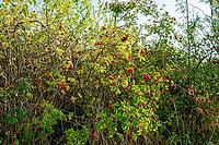 Wine rose (Rosa rubiginosa), wild hedge with many ripe rose hips, Hesse, Germany [IBR125654791]