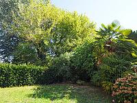 Trees and meadow in a sunny garden with copy space useful as a background [IBR125654802]