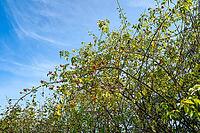 Wine rose (Rosa rubiginosa), wild hedge with many ripe rose hips, Hesse, Germany [IBR125654810]