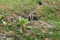 A ground squirrel stands curiously in front of its burrow in a grassy meadow, European ground squirrel (Spermophilus citellus), ground squirrel, Valley of the Schnellen Kreisch or Sebes-Körös near Oradea, Romania [IBR125654823]