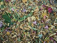 Wet autumn leaves texture useful as a background [IBR125654825]