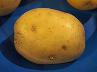 Potato (Solanum tuberosum) vegetables vegetarian and vegan food [IBR125654828]