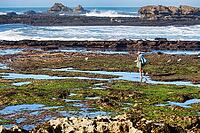 Rocky Atlantic coast at low tide, fishermen collecting seafood, mussels and crabs, traditional fishing, Essaouira, Morocco [IBR125657358]