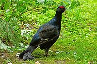 Black grouse male standing in green grass in front of branches with green leaves looking right, Bavarian Forest, Bavaria, Germany [IBR125657359]