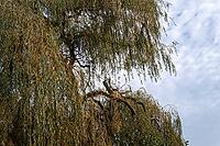 Borken, NRW, Germany, Long willow branches with narrow leaves fill the left and lower parts of the view, with a cloudy sky visible behind them during the day [IBR125657361]