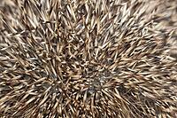 European hedgehog (Erinaceus europaeus) adult animal close up of its spines, England, United Kingdom [IBR125657362]