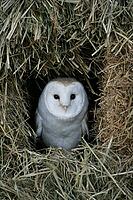 Barn owl (Tyto alba) adult bird looking out from a farmland straw or hay bale stack, England, United Kingdom [IBR125657364]