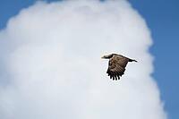 White-tailed sea eagle (Haliaeetus albicilla) adult bird of prey flying, Isle of Mull, Scotland, United Kingdom [IBR125657368]