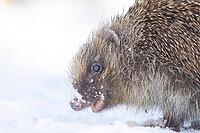 European hedgehog (Erinaceus europaeus) adult animal on snow in a garden in winter, England, United Kingdom [IBR125657369]