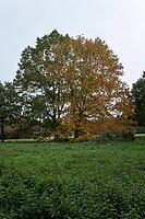 Borken, NRW, Germany, A group of trees with green and orange leaves stands at the edge of a field in autumn, with an overcast sky above the rural landscape [IBR125657370]