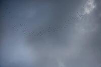 Cranes (Grus grus) gather in the sky for flight to the south, Othenstorf, Mecklenburg-Western Pomerania, Germany [IBR125657372]