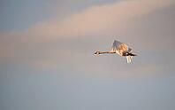 Mute swans (Cygnus olor) flying in the evening light, Darß, Mecklenburg-Western Pomerania, Germany [IBR125657377]