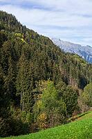 Forest with alpine pasture and Karwendel mountains in the Voldertal, Volders, Tyrol, Austria [IBR125657378]