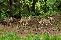 Wolf three adults with outstretched tongue in open mouth next to each other walking in forest looking right, Lohberg, Bavaria, Germany [IBR125657382]