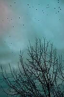 Small birds circle above the intricate bare branches of a tree against a muted turquoise sky [IBR125657388]