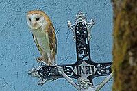 Barn owl standing on iron cross in front of wall looking diagonally left from the front, Javorna, Carlsbad, Czech Republic [IBR125657391]