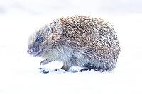 European hedgehog (Erinaceus europaeus) adult animal on snow in a garden in winter, England, United Kingdom [IBR125657392]