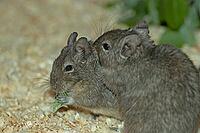 Degu two animals with green leaf sitting in mouth looking left, Lohberg, Bavaria, Germany [IBR125657397]