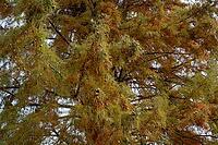 Borken, NRW, Germany, A tree canopy with orange and green foliage spreads across the frame, with branches and small cones visible outdoors during daylight in autumn [IBR125657398]