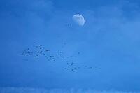 Half moon in the late afternoon, cranes (Grus grus) gather in the sky for flight to the south, Othenstorf, Mecklenburg-Western Pomerania, Germany [IBR125657401]