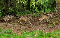 Wolf three adults with outstretched tongue in open mouth next to each other walking in forest looking right, Lohberg, Bavaria, Germany [IBR125657405]