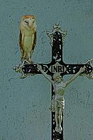 Barn owl standing on iron cross in front of wall looking from the front, Javorna, Carlsbad, Czech Republic [IBR125657407]