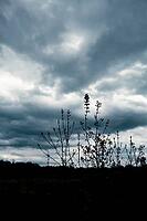 Thin wild plants rise above a dark horizon beneath a vast, cloud-filled sky [IBR125657413]