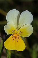 Wild pansy open yellow and white flower, Haidmühle, Bavaria, Germany [IBR125657416]