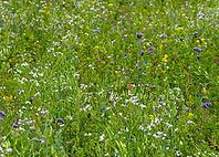 Species-rich wildflower meadow (flower strips) in a half close up. A vibrant mix of all the plants previously photographed is seen: the purple Phacelia flowers, the yellow mustard, white wildflowers (such as oil radish or hederich), and scattered red tuft [IBR125657421]