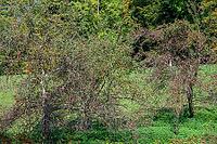 Hanging red apples (Malus) on the trees, Oberffanken, Bavaria, Germany [IBR125657423]