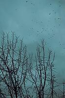 A flock of birds flies above the fine silhouettes of bare trees against a cool turquoise sky [IBR125657425]