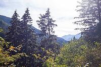 Forest with mountains in the Voldertal, Volders, Tyrol, Austria [IBR125657426]