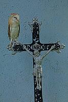 Barn owl standing on iron cross in front of wall looking from the front right, Javorna, Carlsbad, Czech Republic [IBR125657429]