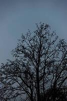 A leafless tree with scattered birds perched on its branches stands silhouetted against a pale blue-gray sky [IBR125657433]