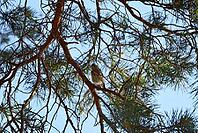 An eurasian chaffinch bird (Fringilla coelebs) sitting on a branch of a pine tree, looking cute and judgy. Taken in Tiveden National Park, Sweden [IBR125657438]