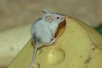 House mouse standing on potato eating right looking, Lohberg, Bavaria, Germany [IBR125657439]