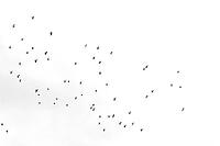 A school of dark birds moves as silhouettes over an almost white sky, Granada, Granada province, Andalusia, Spain [IBR125657444]