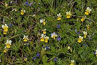 Wild pansy many open yellow and white flowers next to each other, Haidmühle, Bavaria, Germany [IBR125657448]